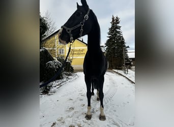 Cheval de selle allemand, Jument, 9 Ans