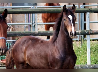 Cheval de selle allemand, Jument, Poulain (02/2024), 168 cm, Bai brun