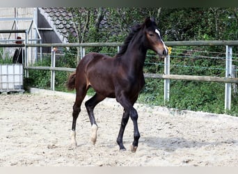 Cheval de selle allemand, Jument, Poulain (02/2024), 168 cm, Bai brun