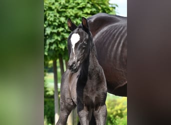 Cheval de selle allemand, Jument, Poulain (05/2026), 168 cm, Noir
