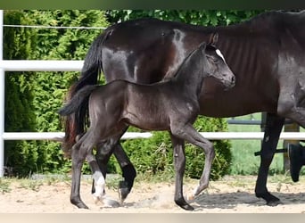 Cheval de selle allemand, Jument, Poulain (05/2026), 168 cm, Noir
