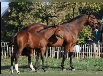 Cheval de selle allemand, Jument, Poulain (05/2026), Bai