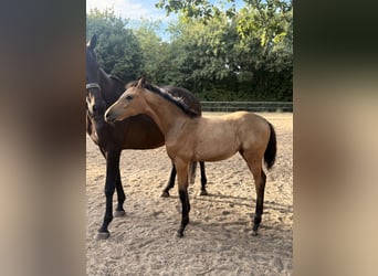 Cheval de selle allemand, Jument, Poulain (04/2026)