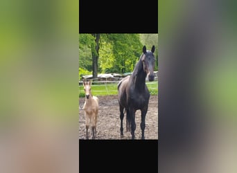 Cheval de selle allemand, Jument, Poulain (04/2026)
