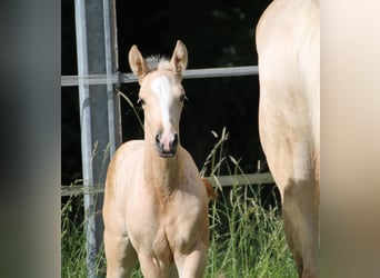 Cheval de selle allemand, Jument, Poulain (05/2024), Palomino