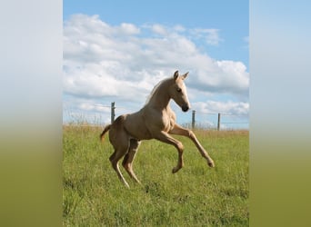 Cheval de selle allemand, Jument, Poulain (05/2024), Palomino