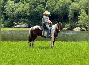 Cheval de selle russe, Hongre, 4 Ans, 152 cm, Bai cerise