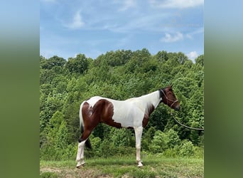 Cheval de selle russe, Hongre, 4 Ans, 152 cm, Bai cerise