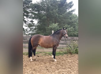 Cheval de selle russe, Jument, 13 Ans, 148 cm, Bai