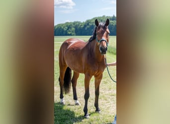 Cheval de selle russe, Jument, 7 Ans, 168 cm, Bai