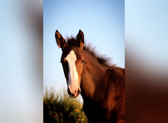 Cheval de sport allemand, Étalon, 1 Année, 143 cm, Bai brun