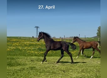 Cheval de sport allemand, Étalon, 1 Année, 154 cm, Bai brun