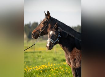 Cheval de sport allemand, Étalon, 1 Année, 165 cm, Bai brun foncé