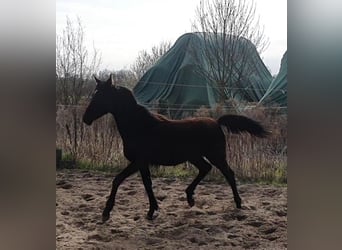 Cheval de sport allemand, Étalon, 1 Année, 165 cm, Noir