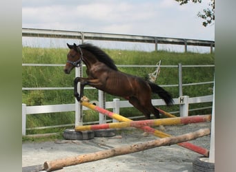 Cheval de sport allemand, Étalon, 1 Année, 167 cm, Bai brun