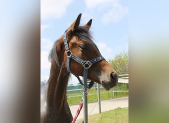 Cheval de sport allemand, Étalon, 1 Année, 167 cm, Bai brun