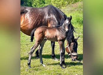 Cheval de sport allemand, Étalon, 1 Année, 168 cm, Bai brun