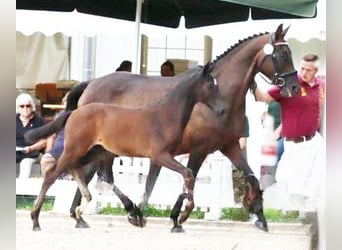 Cheval de sport allemand, Étalon, 1 Année, 168 cm, Bai brun