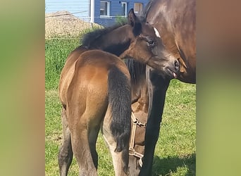 Cheval de sport allemand, Étalon, 1 Année, 168 cm, Bai brun