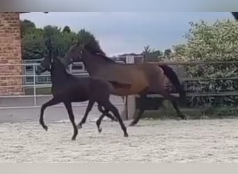 Cheval de sport allemand, Étalon, 1 Année, 168 cm, Bai brun