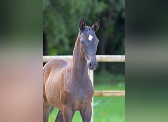 Cheval de sport allemand, Étalon, 1 Année, 168 cm, Bai brun