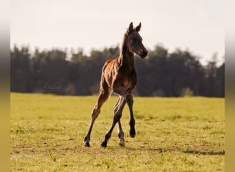 Cheval de sport allemand, Étalon, 1 Année, 168 cm, Bai