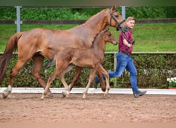 Cheval de sport allemand, Étalon, 1 Année, 168 cm, Bai