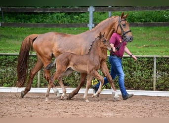 Cheval de sport allemand, Étalon, 1 Année, 168 cm, Bai