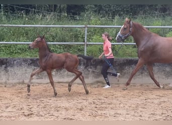 Cheval de sport allemand, Étalon, 1 Année, 168 cm, Bai