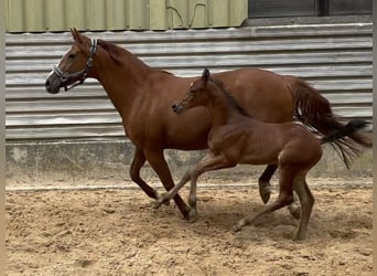 Cheval de sport allemand, Étalon, 1 Année, 168 cm, Bai