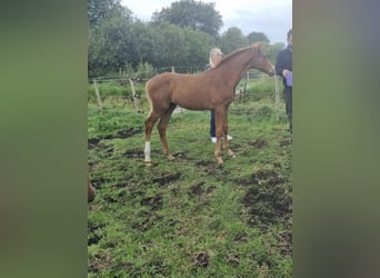 Cheval de sport allemand, Étalon, 1 Année, 170 cm, Alezan