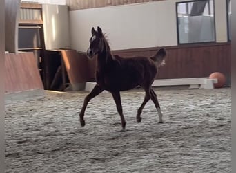 Cheval de sport allemand, Étalon, 1 Année, 170 cm, Alezan