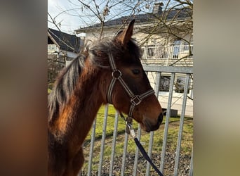 Cheval de sport allemand, Étalon, 1 Année, 170 cm, Bai