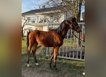 Cheval de sport allemand, Étalon, 1 Année, 170 cm, Bai