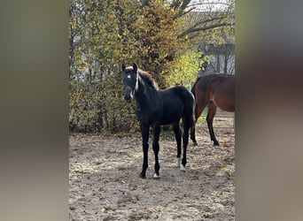 Cheval de sport allemand, Étalon, 1 Année, 170 cm, Noir