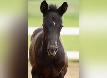 Cheval de sport allemand, Étalon, 1 Année, 170 cm, Peut devenir gris