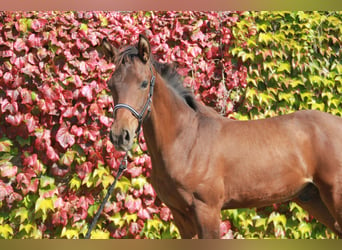 Cheval de sport allemand, Étalon, 1 Année, 172 cm, Bai brun