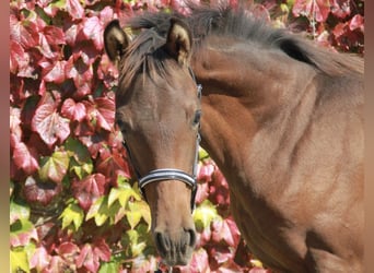 Cheval de sport allemand, Étalon, 1 Année, 172 cm, Bai brun