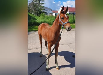 Cheval de sport allemand, Étalon, 1 Année, 172 cm, Bai