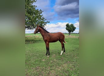Cheval de sport allemand, Étalon, 1 Année, 172 cm, Bai