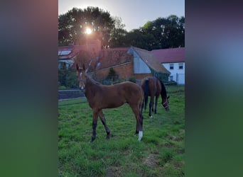 Cheval de sport allemand, Étalon, 1 Année, 172 cm, Bai