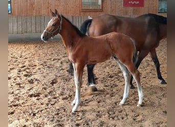 Cheval de sport allemand, Étalon, 1 Année, 172 cm, Bai