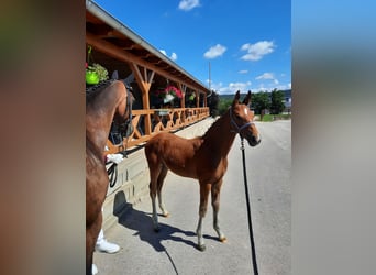 Cheval de sport allemand, Étalon, 1 Année, 172 cm, Bai