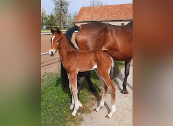 Cheval de sport allemand, Étalon, 1 Année, 172 cm, Bai
