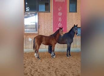 Cheval de sport allemand, Étalon, 1 Année, 172 cm, Bai