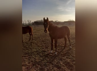 Cheval de sport allemand, Étalon, 1 Année, 172 cm, Gris