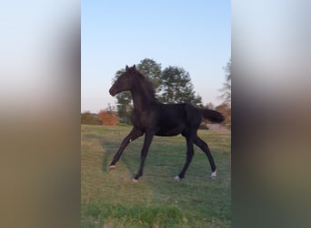 Cheval de sport allemand, Étalon, 1 Année, 173 cm, Noir