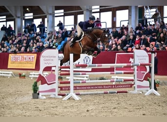 Cheval de sport allemand, Étalon, 1 Année, 174 cm, Bai