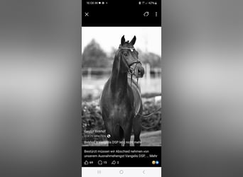 Cheval de sport allemand, Étalon, 1 Année, 175 cm, Buckskin