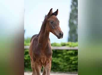 Cheval de sport allemand, Étalon, 1 Année, 180 cm, Bai brun